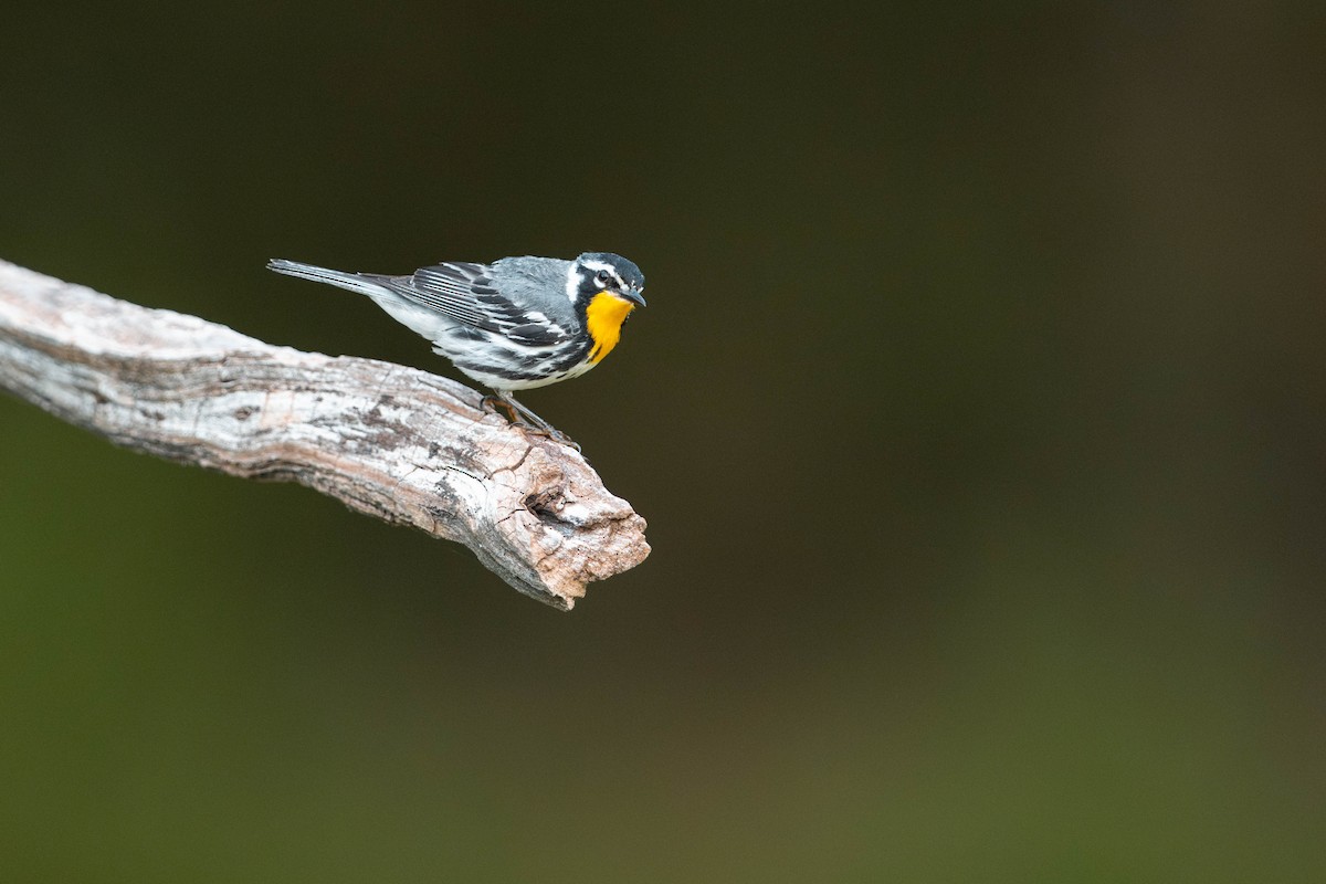 Yellow-throated Warbler - ML621234796