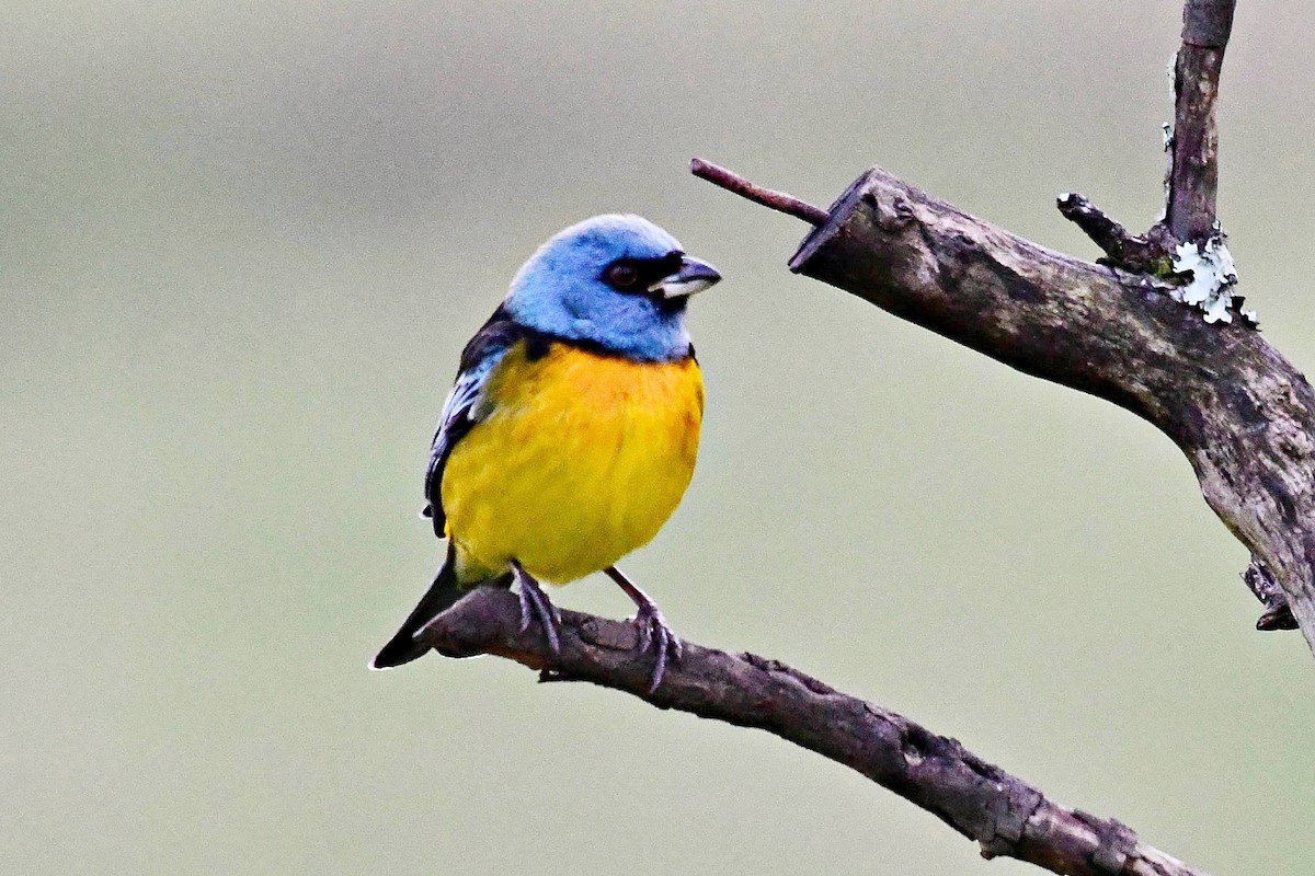 Blue-and-yellow Tanager - ML621234830