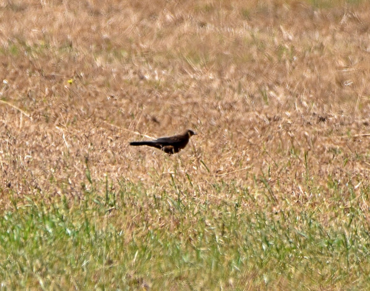 Eurasian Blackbird - ML621234885