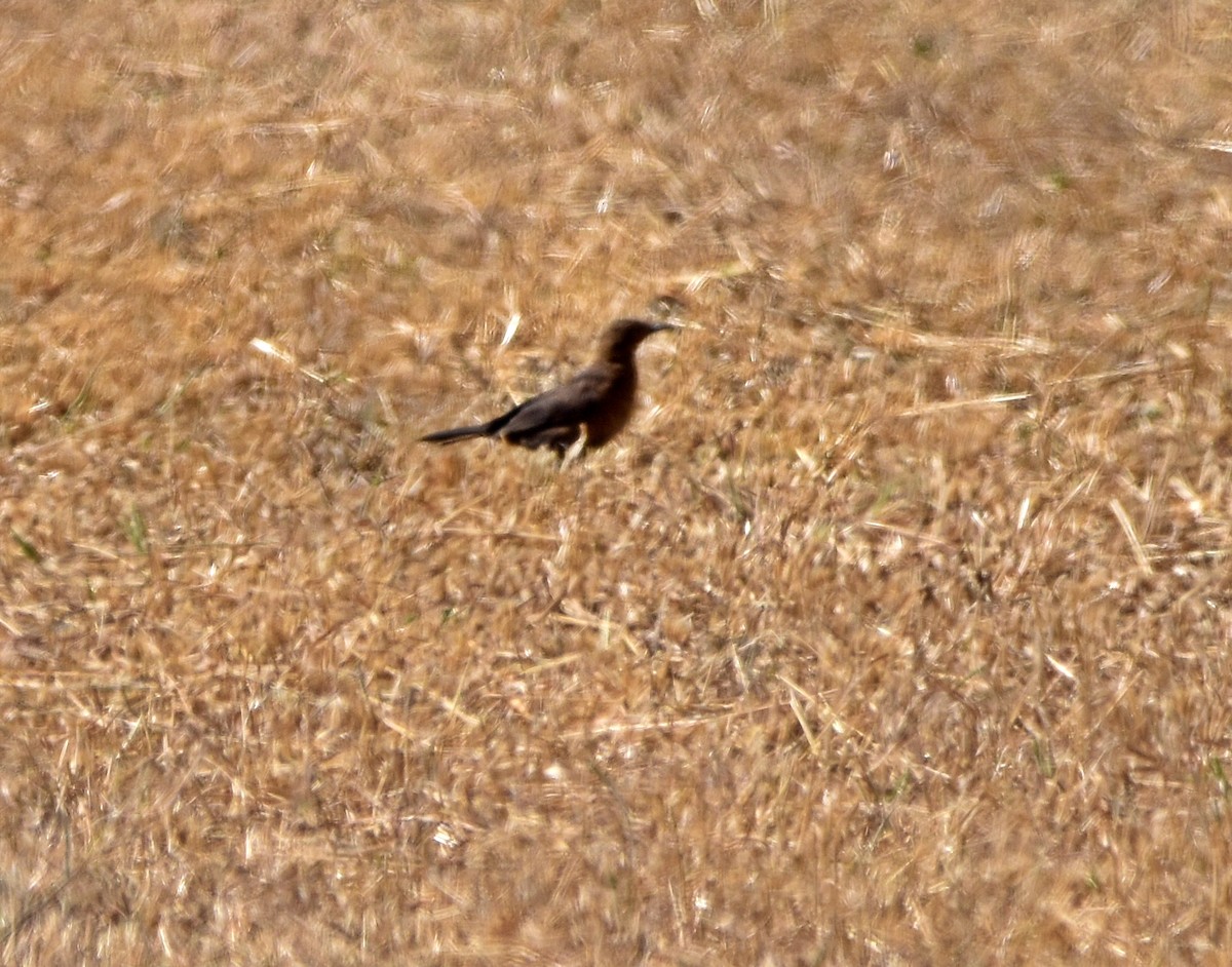 Eurasian Blackbird - ML621234886