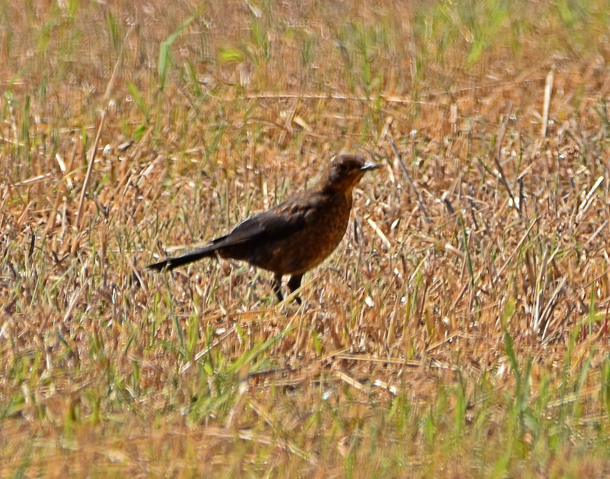 Eurasian Blackbird - ML621234887