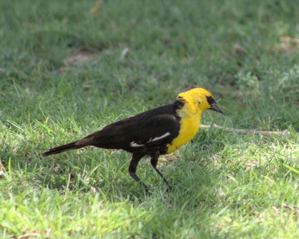 Yellow-headed Blackbird - ML621234899