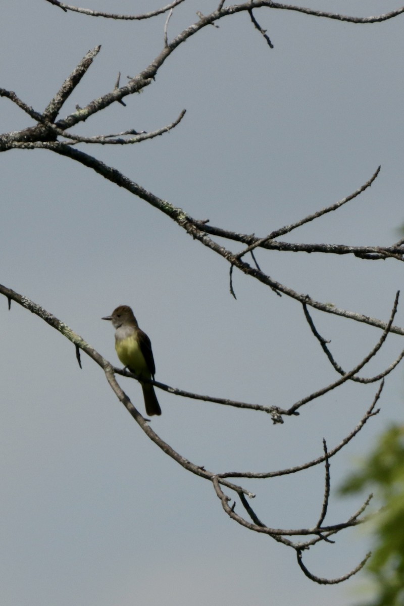 Great Crested Flycatcher - ML621234925
