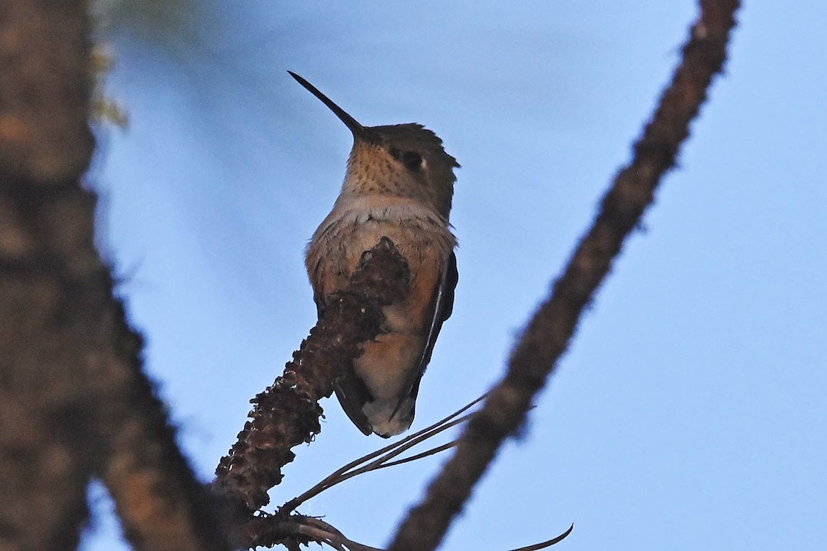 Calliope Hummingbird - ML621234994