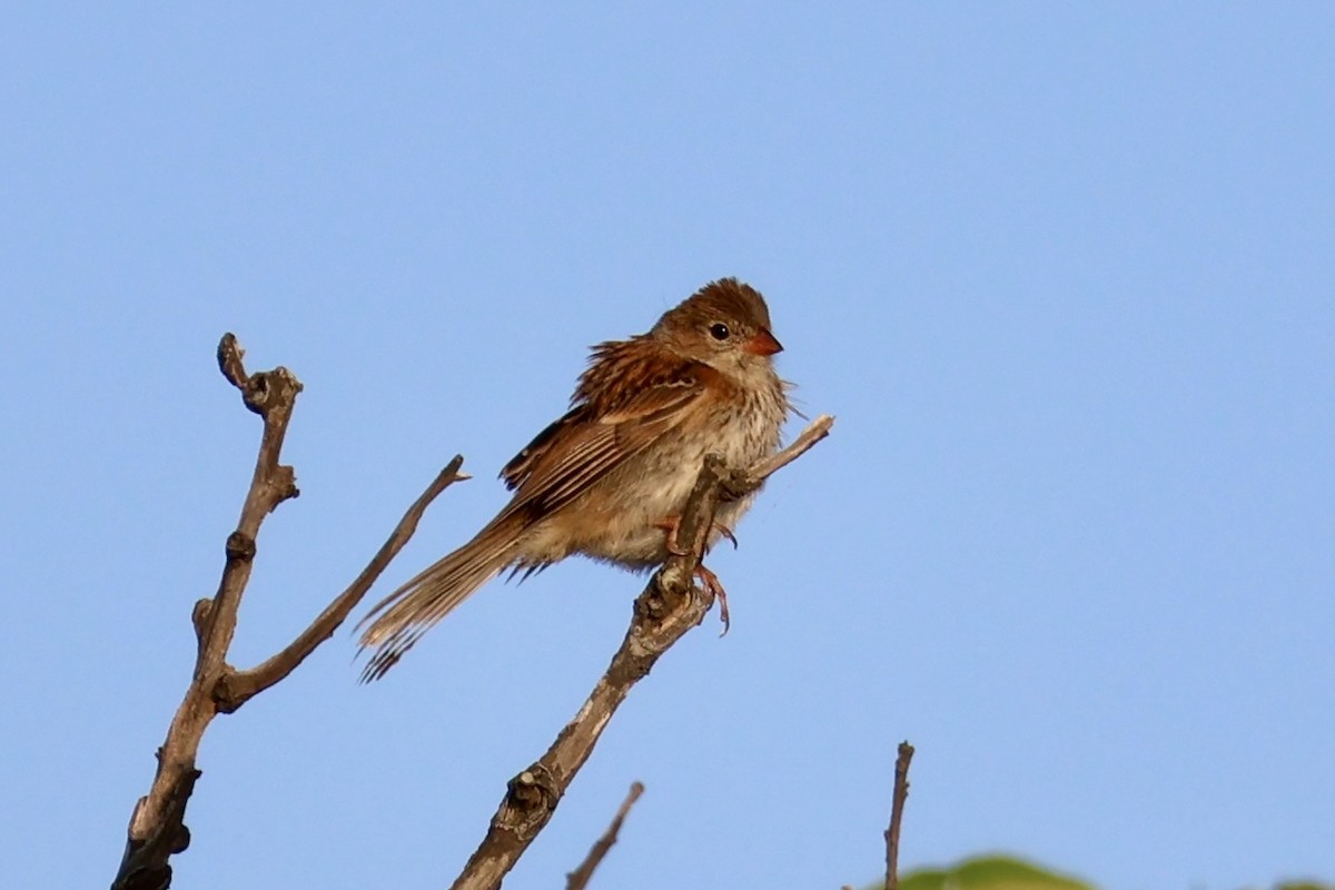 Field Sparrow - ML621234997