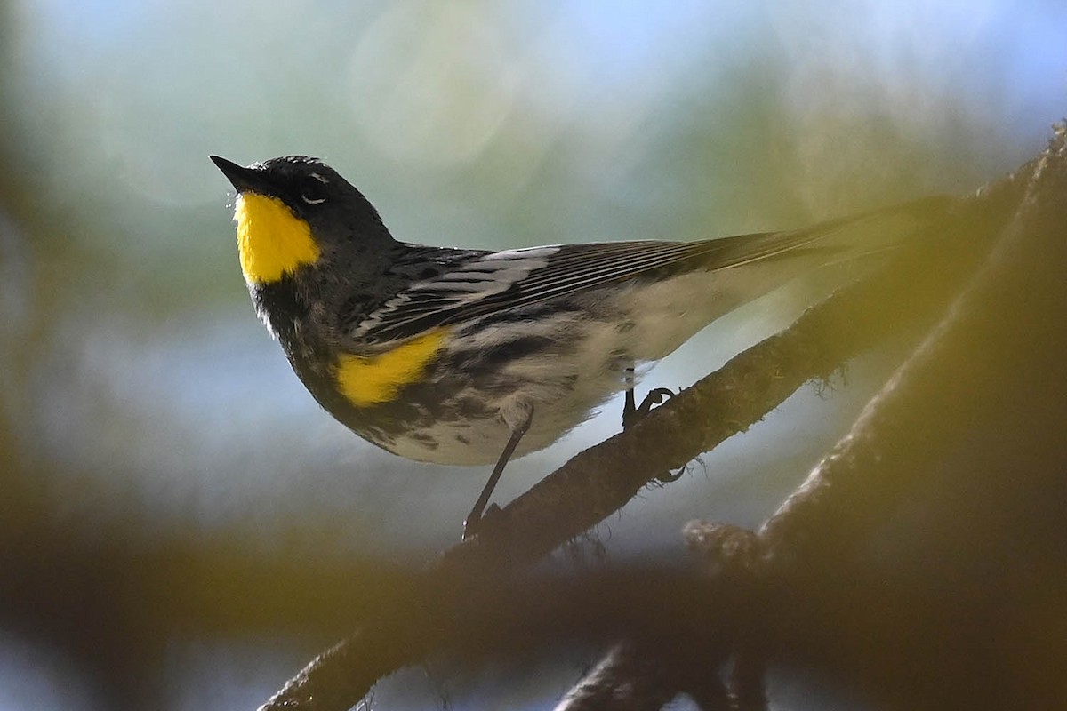 Yellow-rumped Warbler (Audubon's) - ML621235017