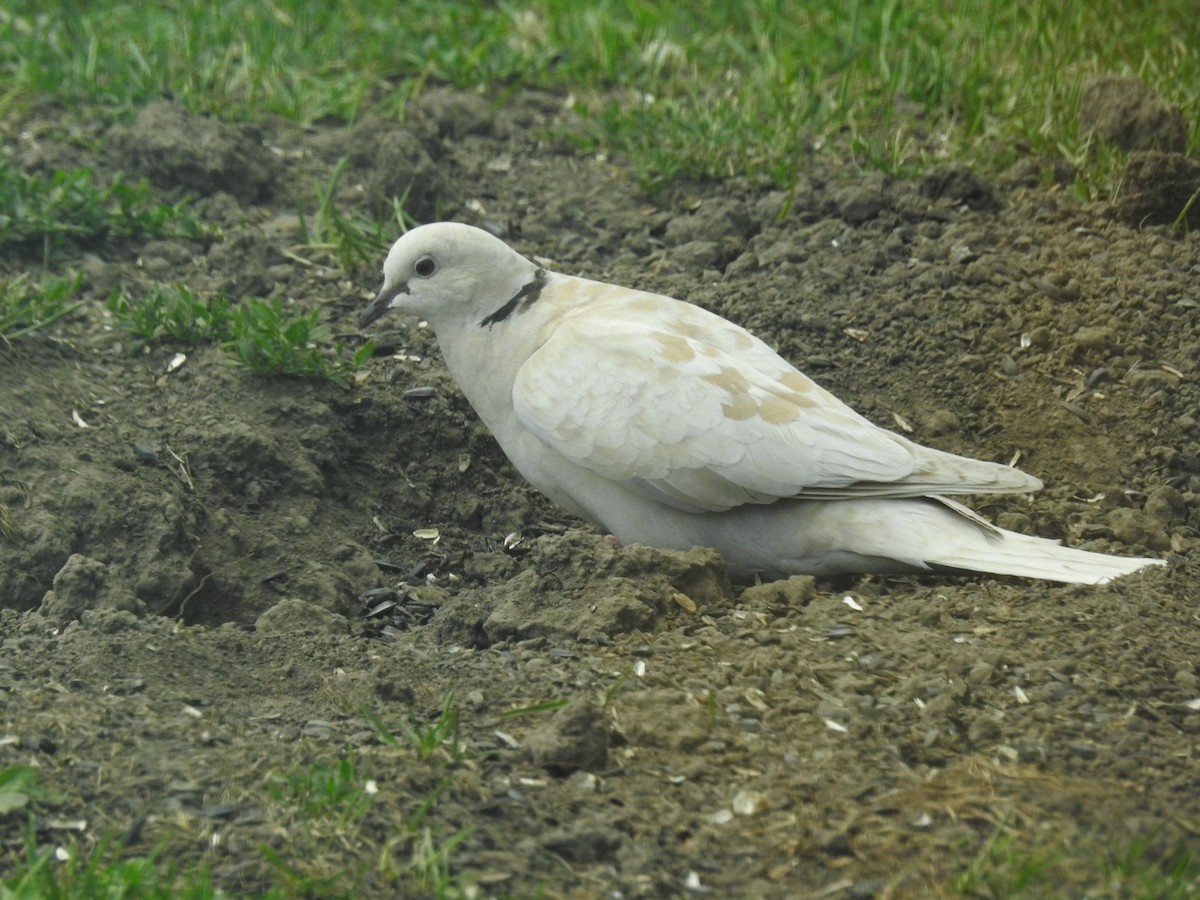 African Collared-Dove - ML621235021