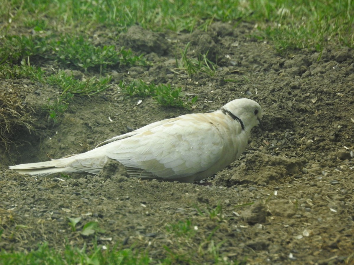African Collared-Dove - ML621235023