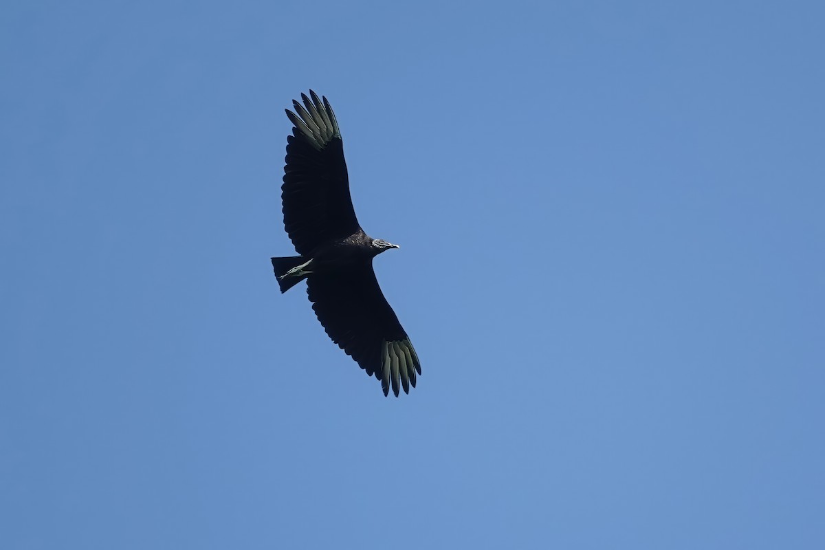 Black Vulture - ML621235038