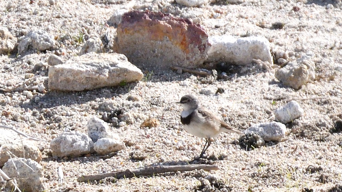 White-fronted Chat - ML621235089