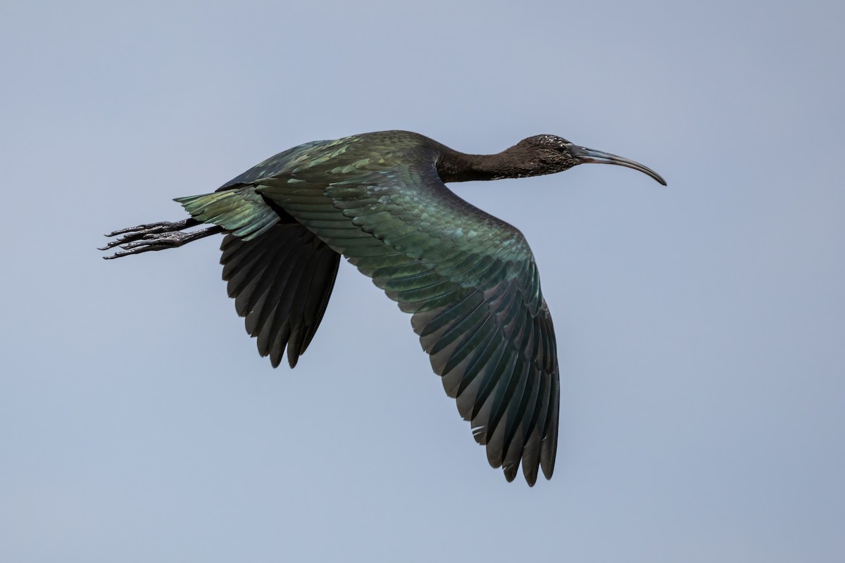 ibis hnědý - ML621235094