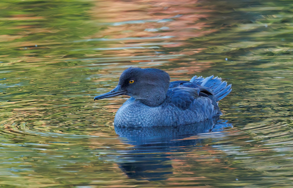 Hooded Merganser - Phil Bartley