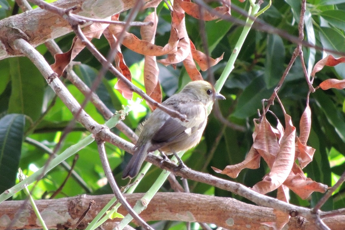 Palm Tanager - ML621235108
