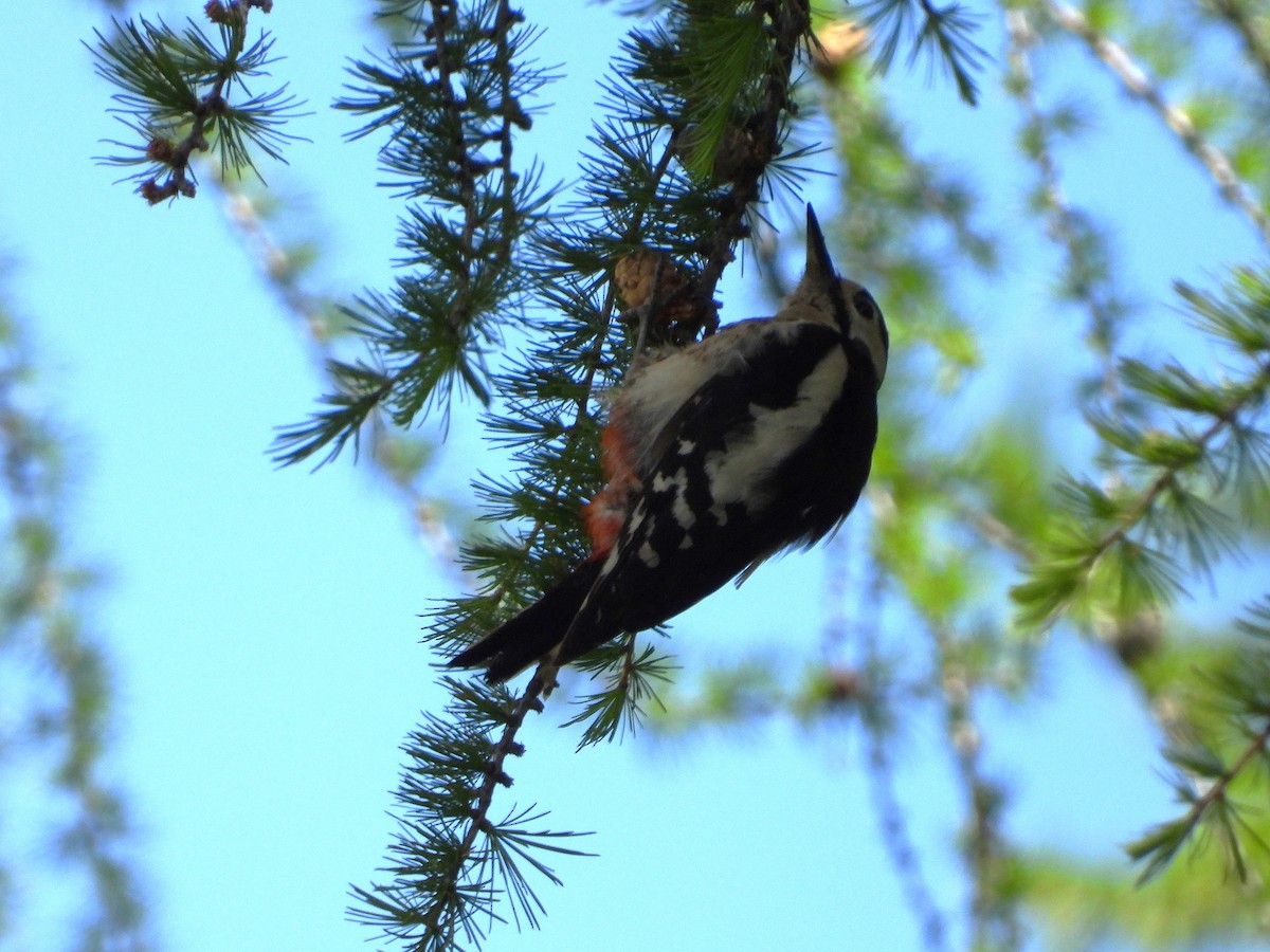 Great Spotted Woodpecker - ML621235146