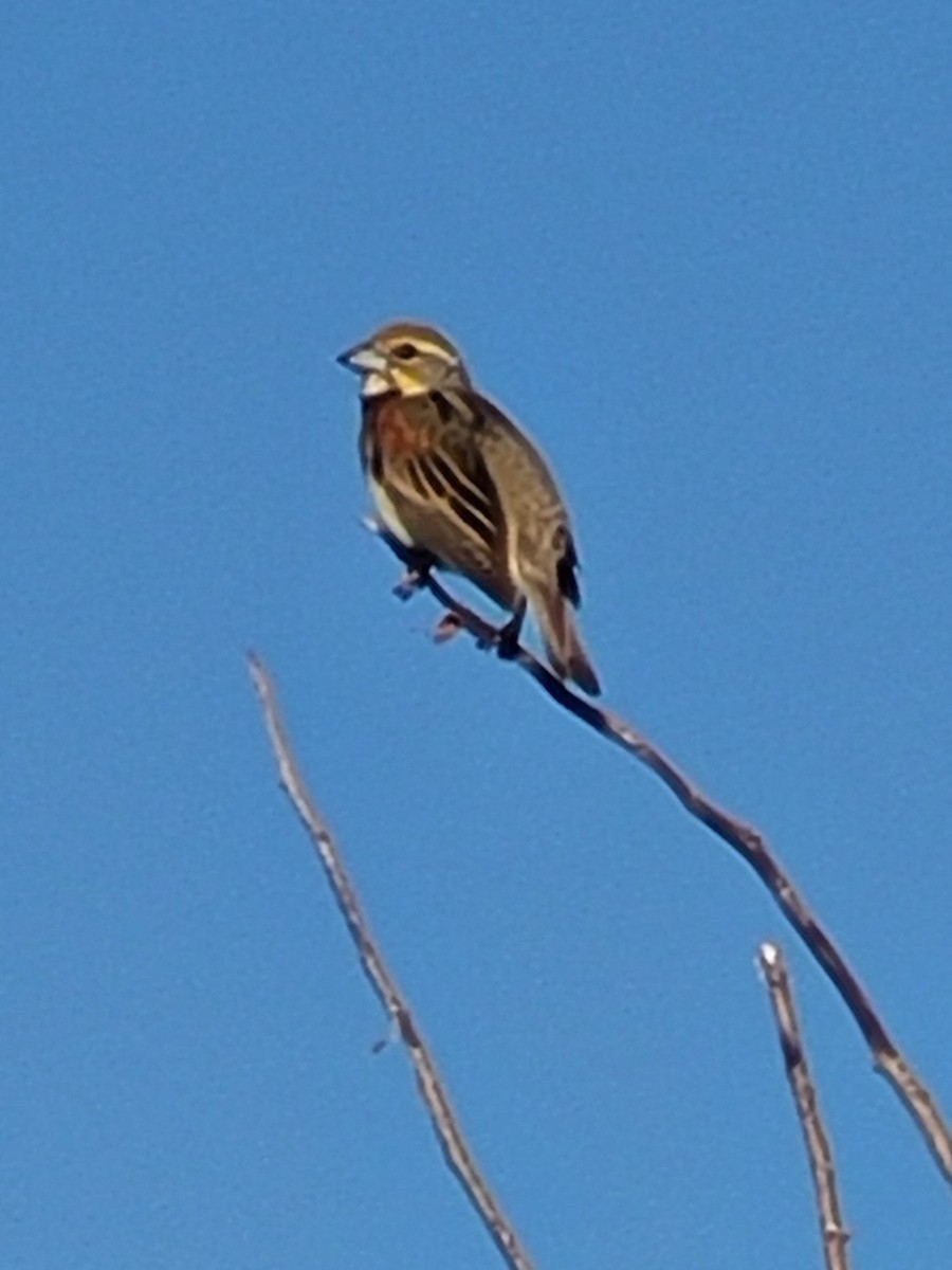 Dickcissel - ML621235149