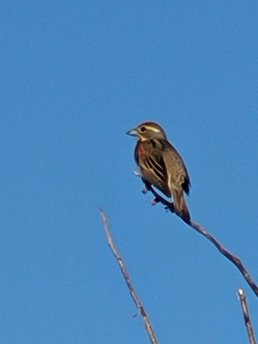 Dickcissel - Ross A. Hubbard