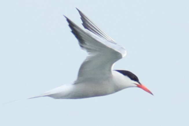 Common Tern - ML621235179