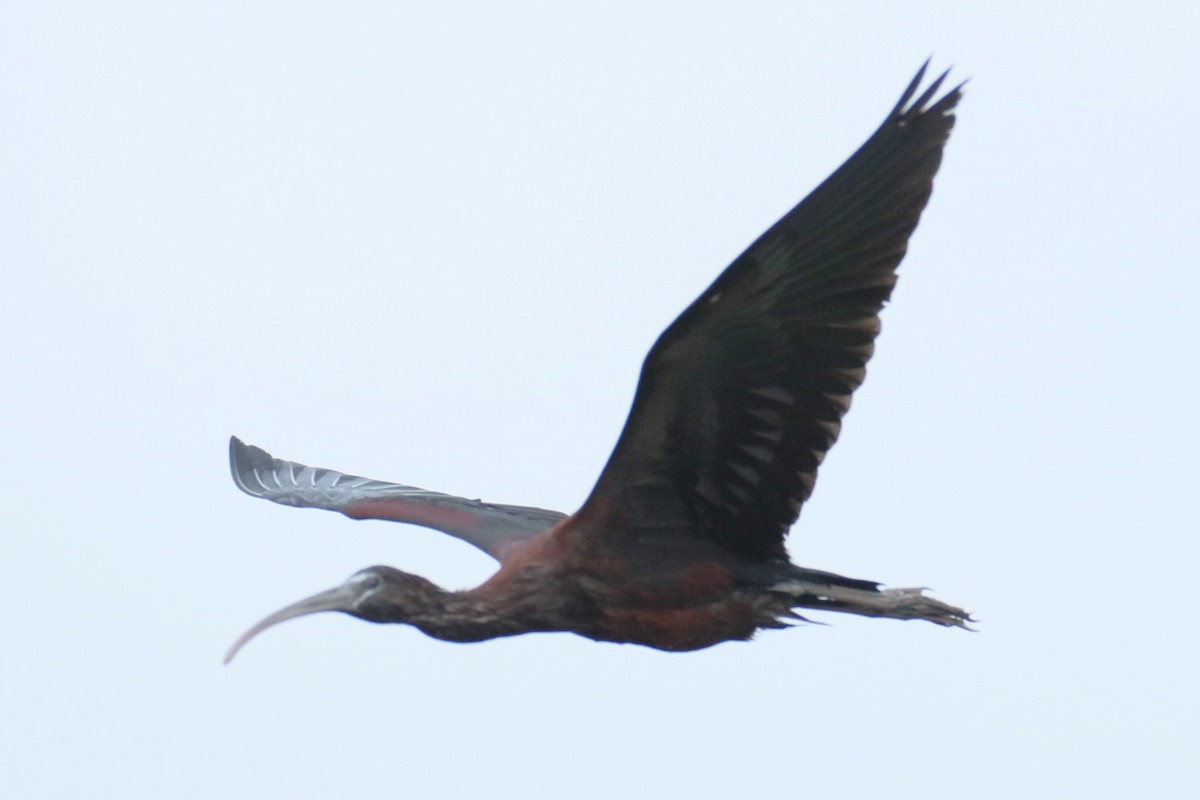 ibis hnědý - ML621235196