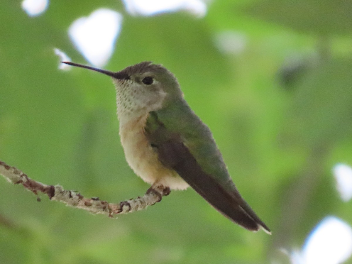 Broad-tailed Hummingbird - ML621235238
