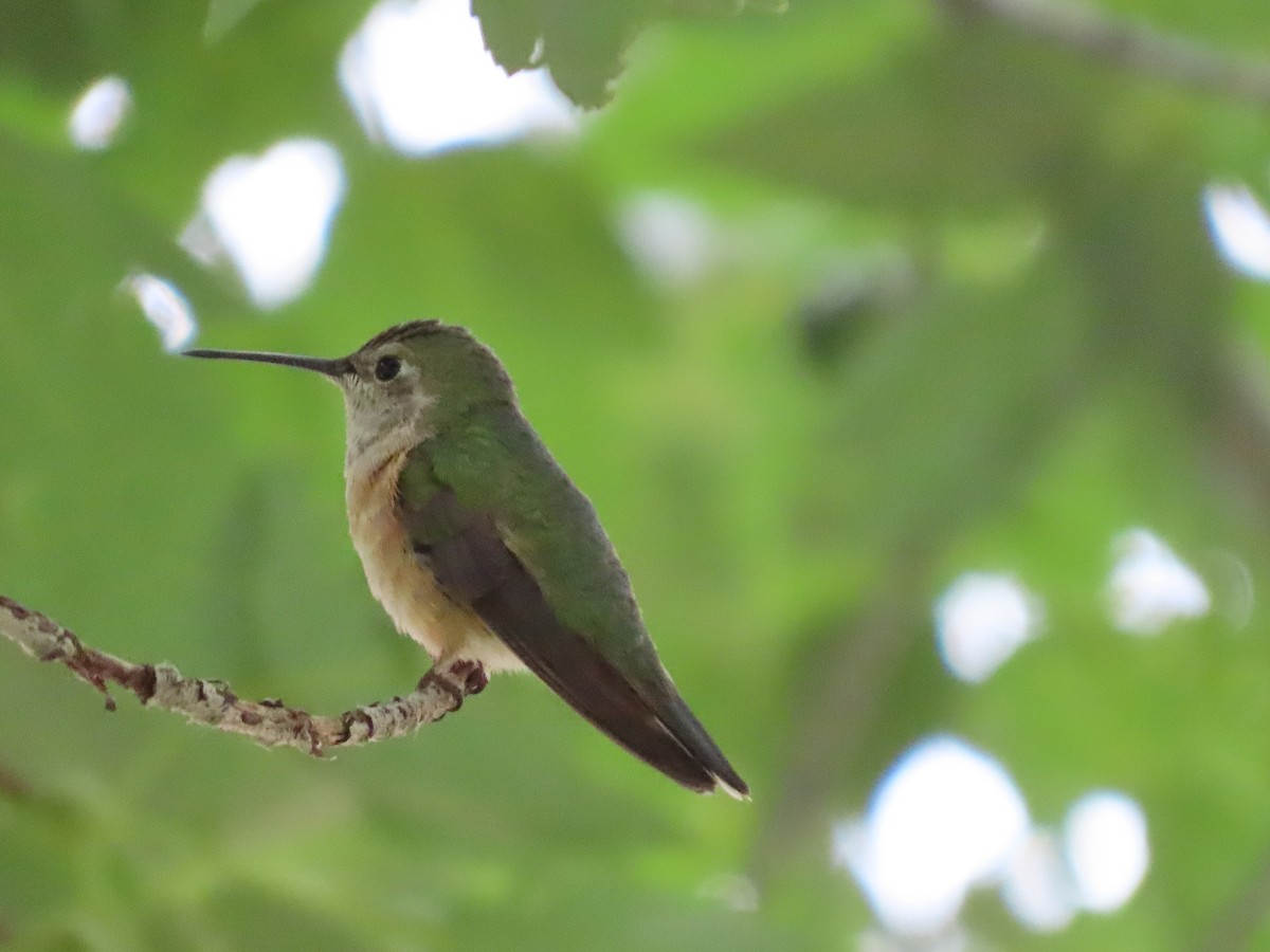Broad-tailed Hummingbird - ML621235239