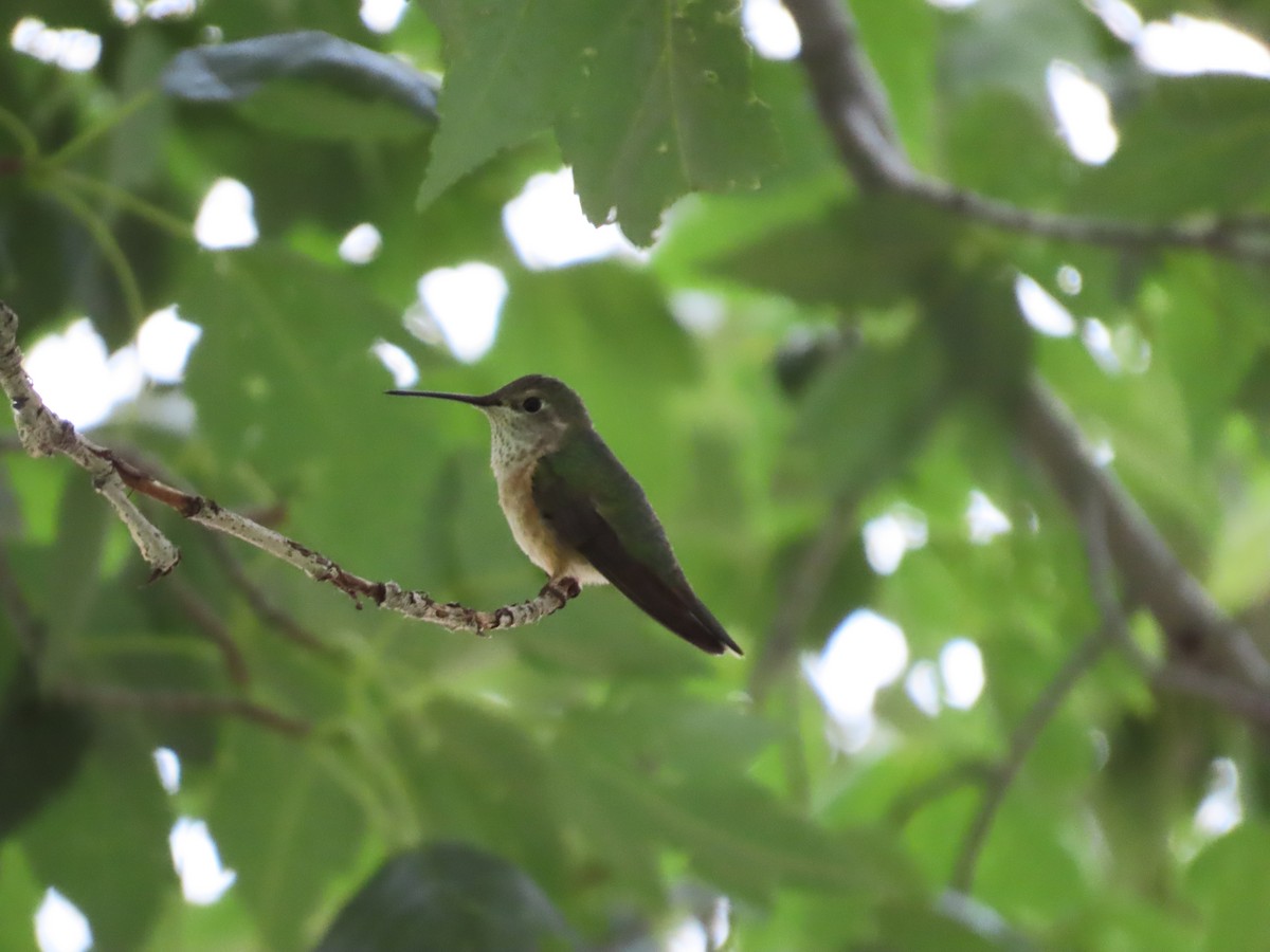Broad-tailed Hummingbird - ML621235240