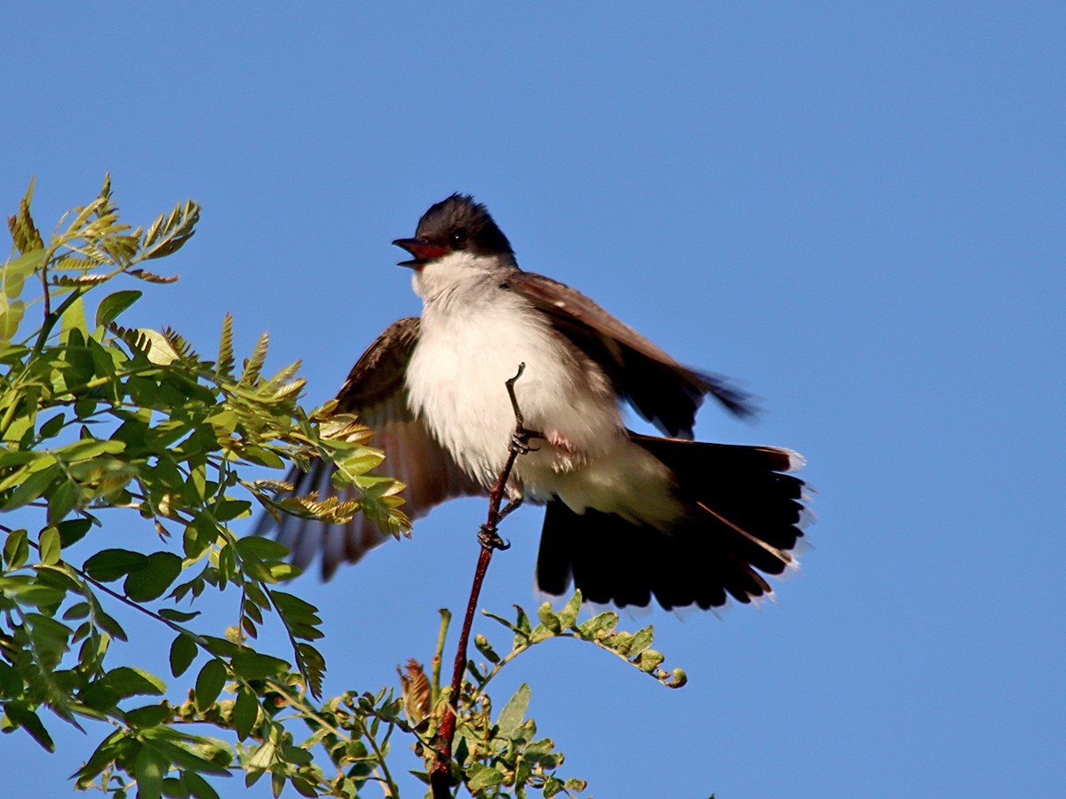 Eastern Kingbird - ML621235276