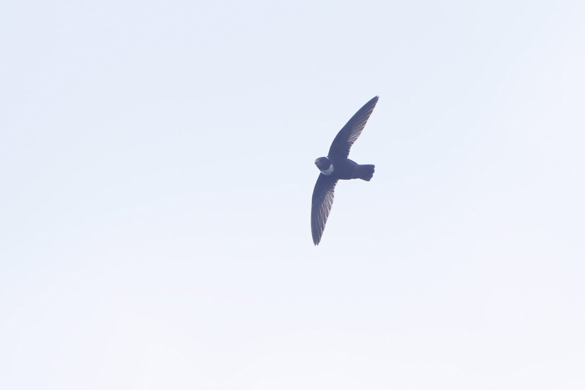 Biscutate Swift - ML621235295