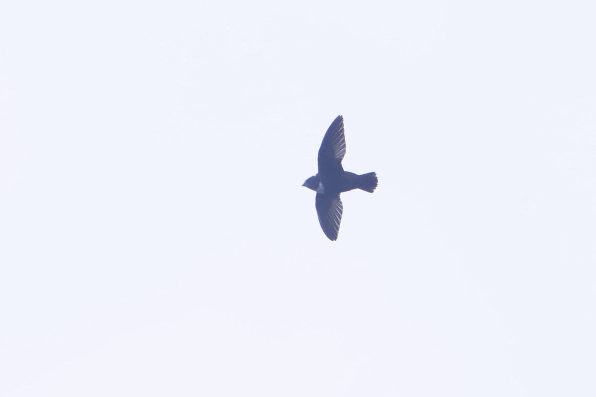 Biscutate Swift - ML621235298