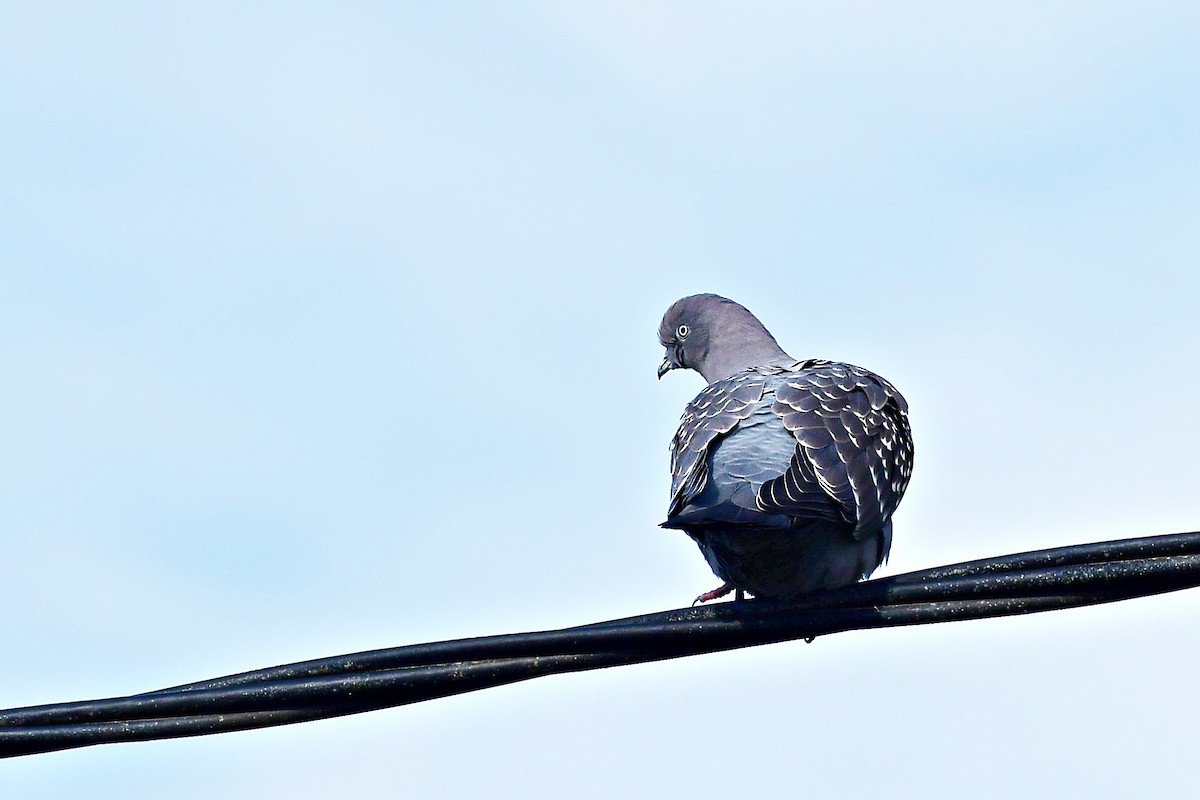 Spot-winged Pigeon - ML621235300