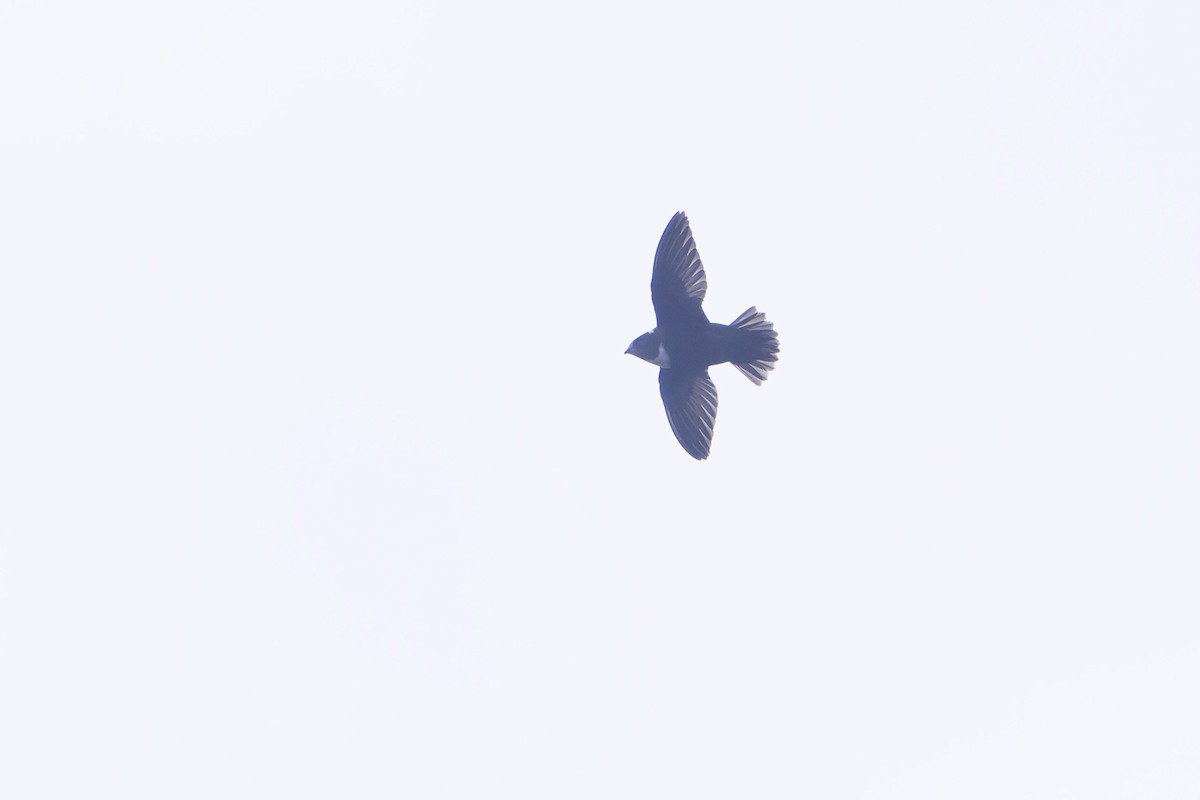 Biscutate Swift - ML621235301