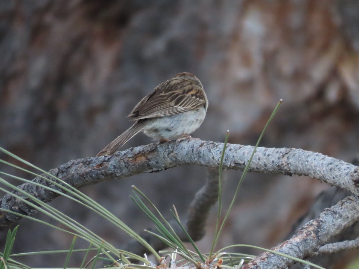 Chipping Sparrow - ML621235313