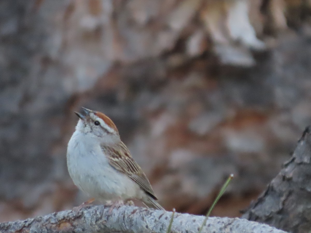Chipping Sparrow - ML621235314
