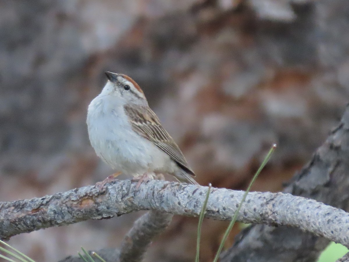 Chipping Sparrow - ML621235315