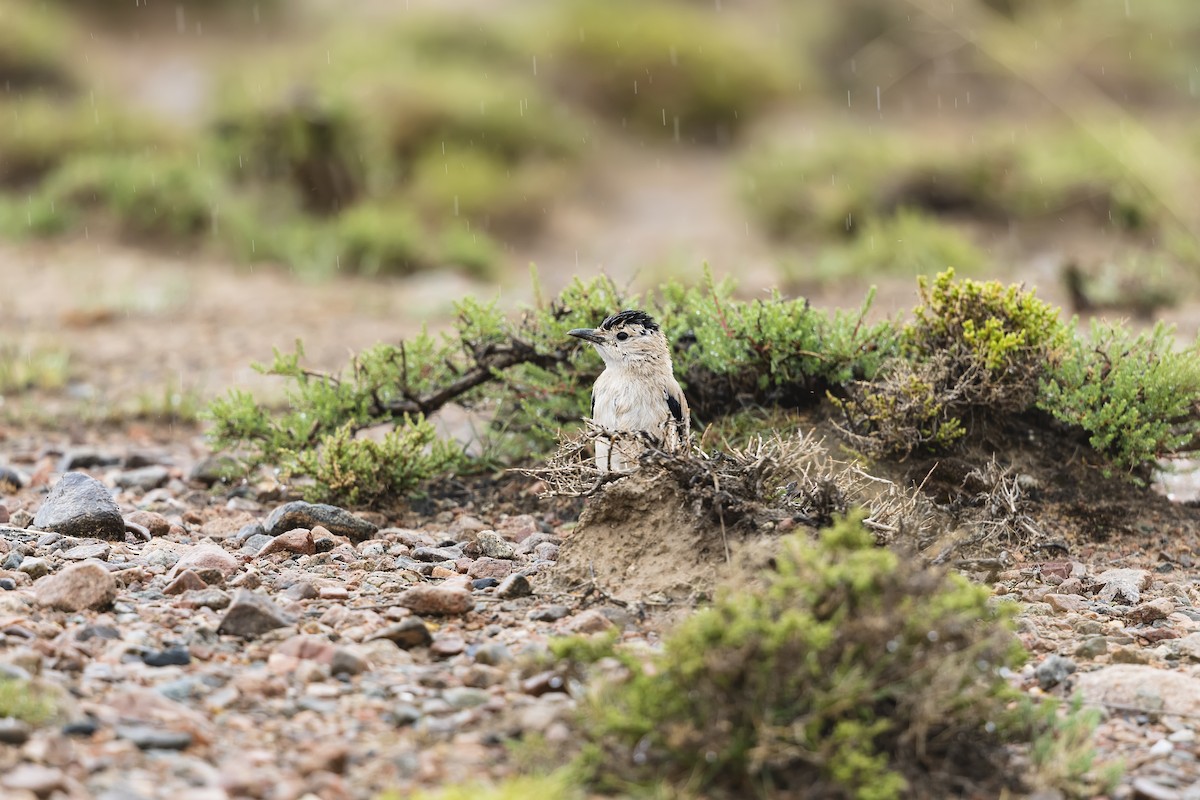 Mongolian Ground-Jay - ML621235332