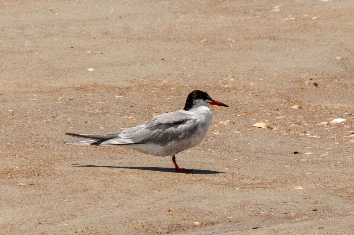Common Tern - ML621235408