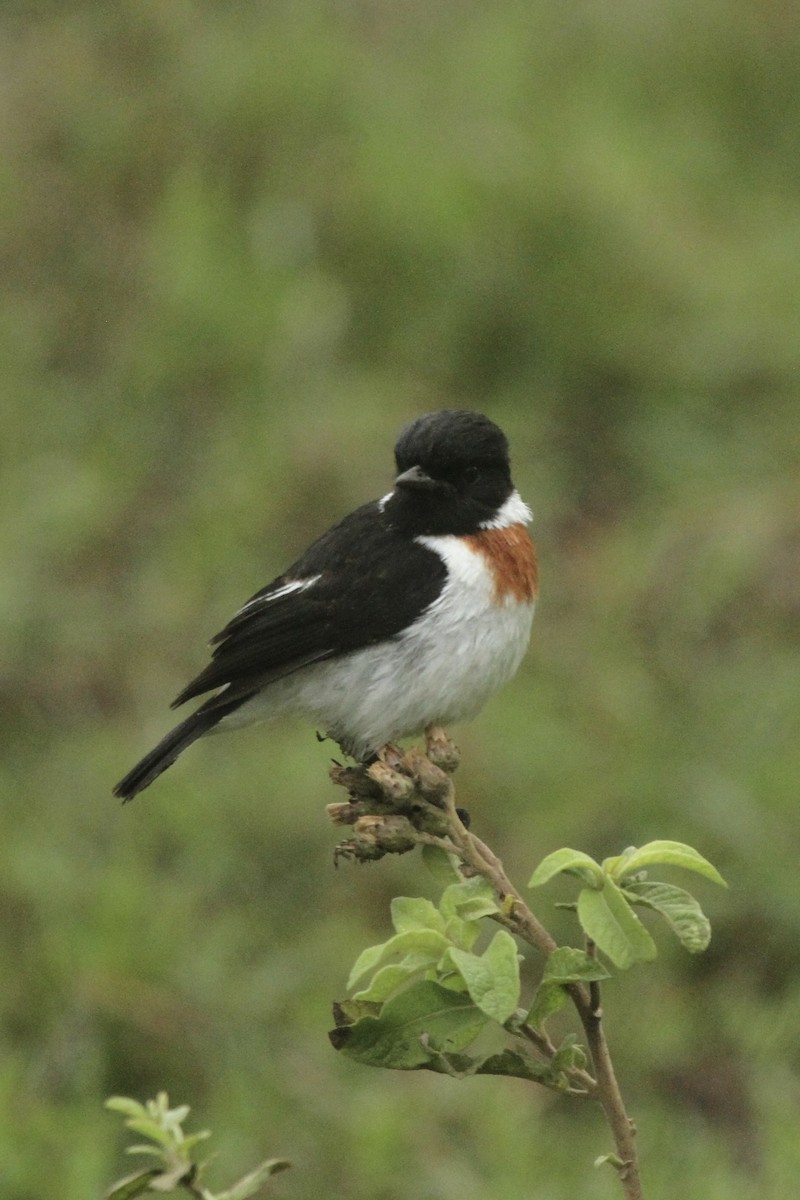 African Stonechat - ML621235412