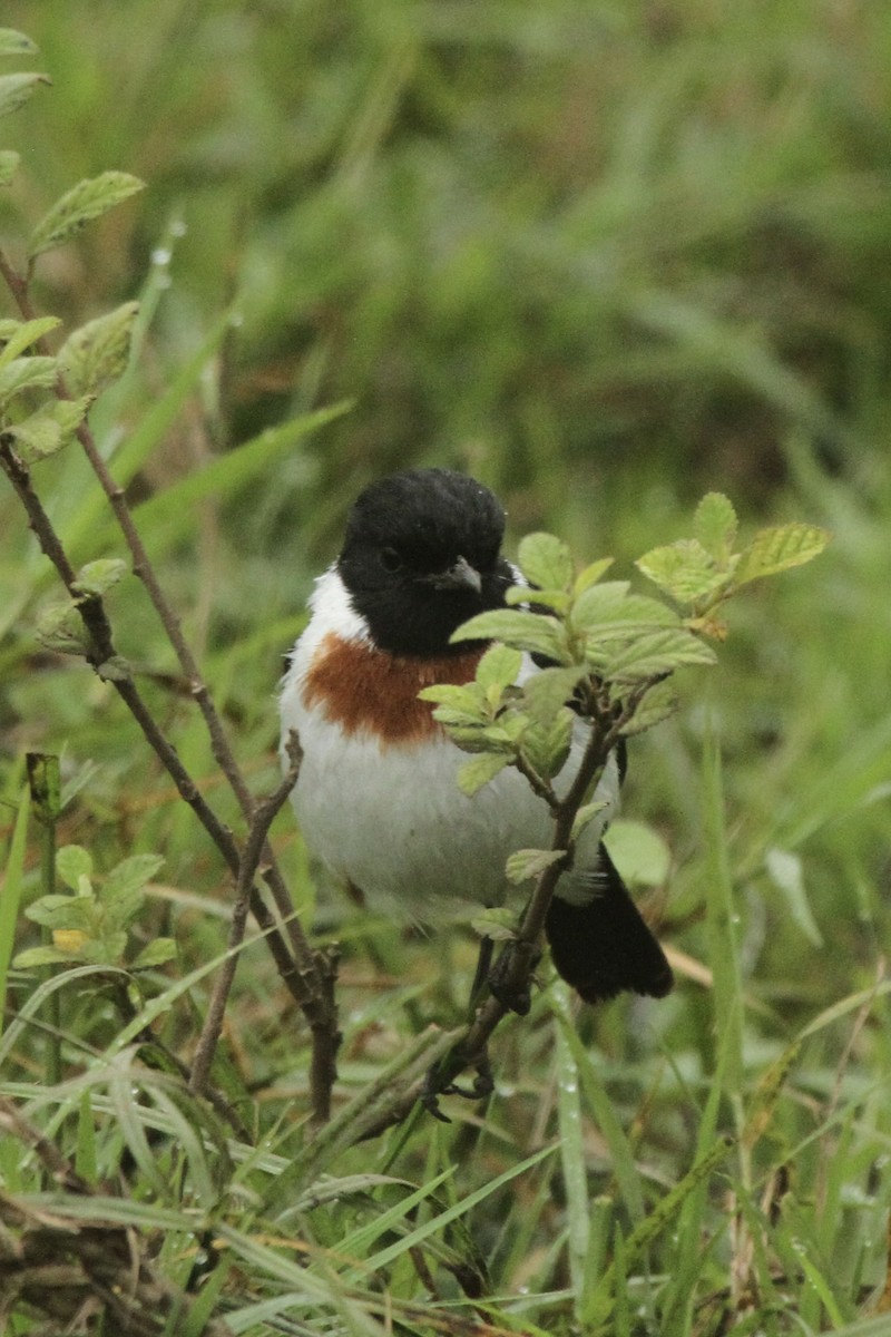 African Stonechat - ML621235415
