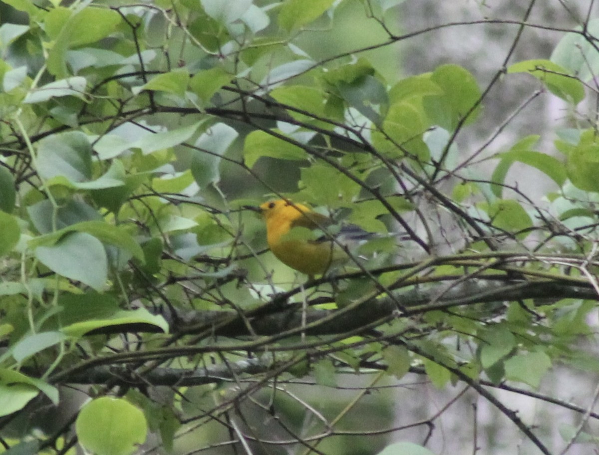 Prothonotary Warbler - ML621235457