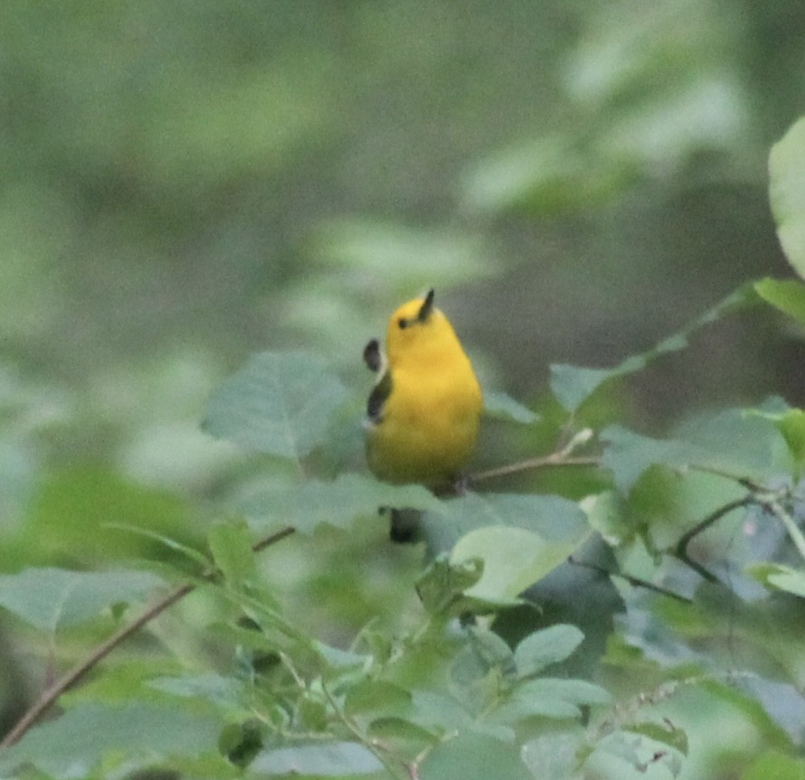Prothonotary Warbler - ML621235458