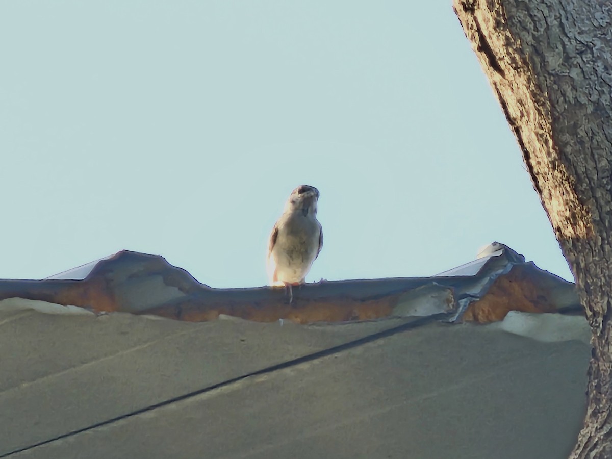 Eurasian Tree Sparrow - ML621235474