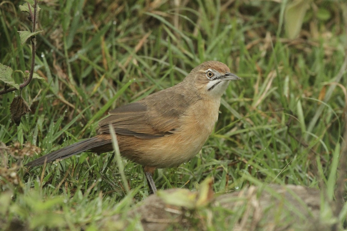 Moustached Grass-Warbler - ML621235484