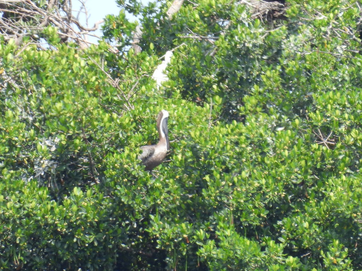 pelikán hnědý - ML621235488