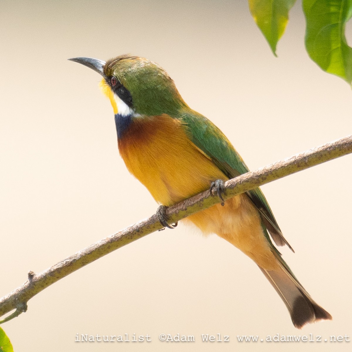 Blue-breasted Bee-eater - ML621235495