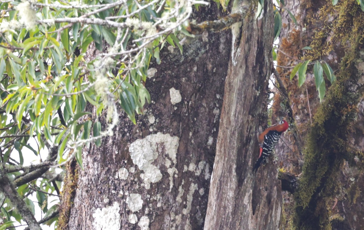 Rufous-bellied Woodpecker - ML621235522