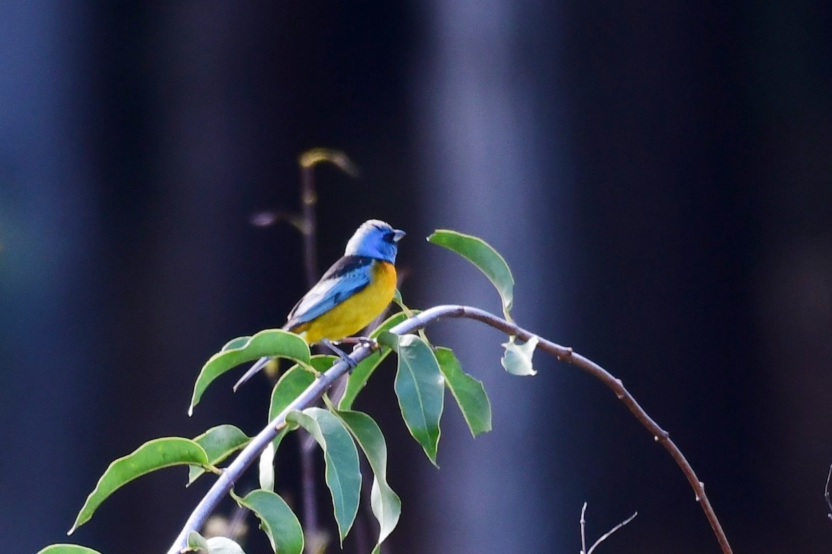 Blue-and-yellow Tanager - ML621235529