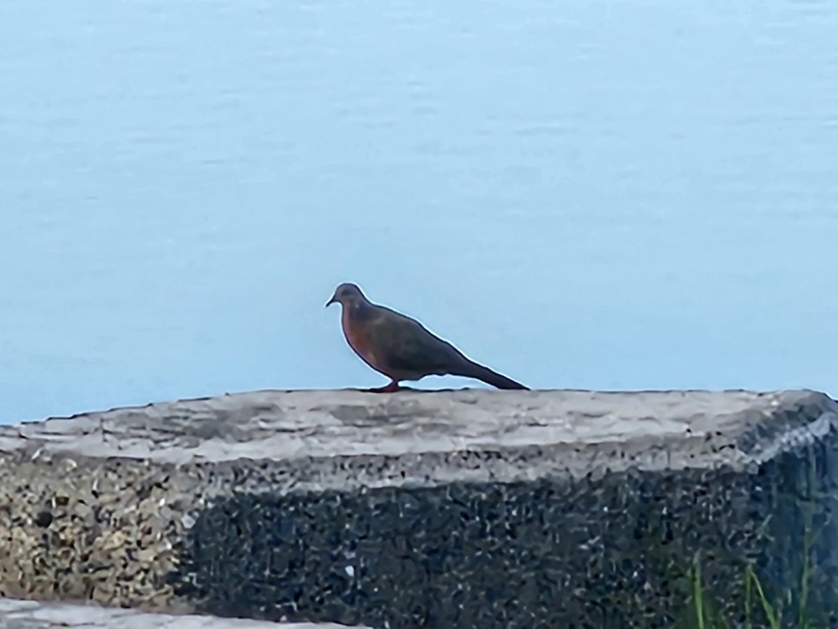 Spotted Dove - ML621235539
