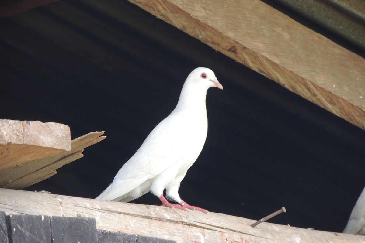 Rock Pigeon (Feral Pigeon) - ML621235543