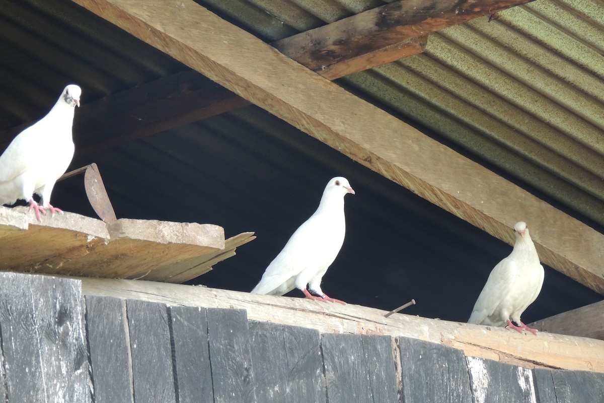 Rock Pigeon (Feral Pigeon) - ML621235544