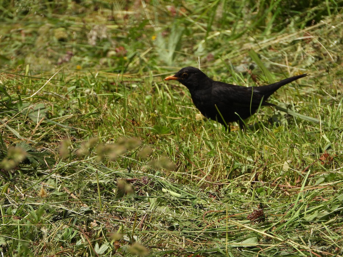 Eurasian Blackbird - ML621235548