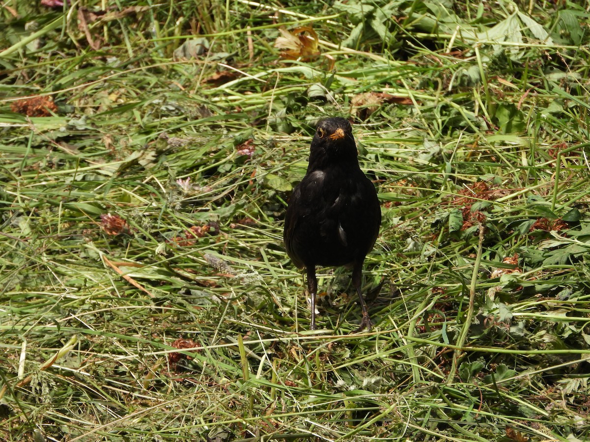Eurasian Blackbird - ML621235554